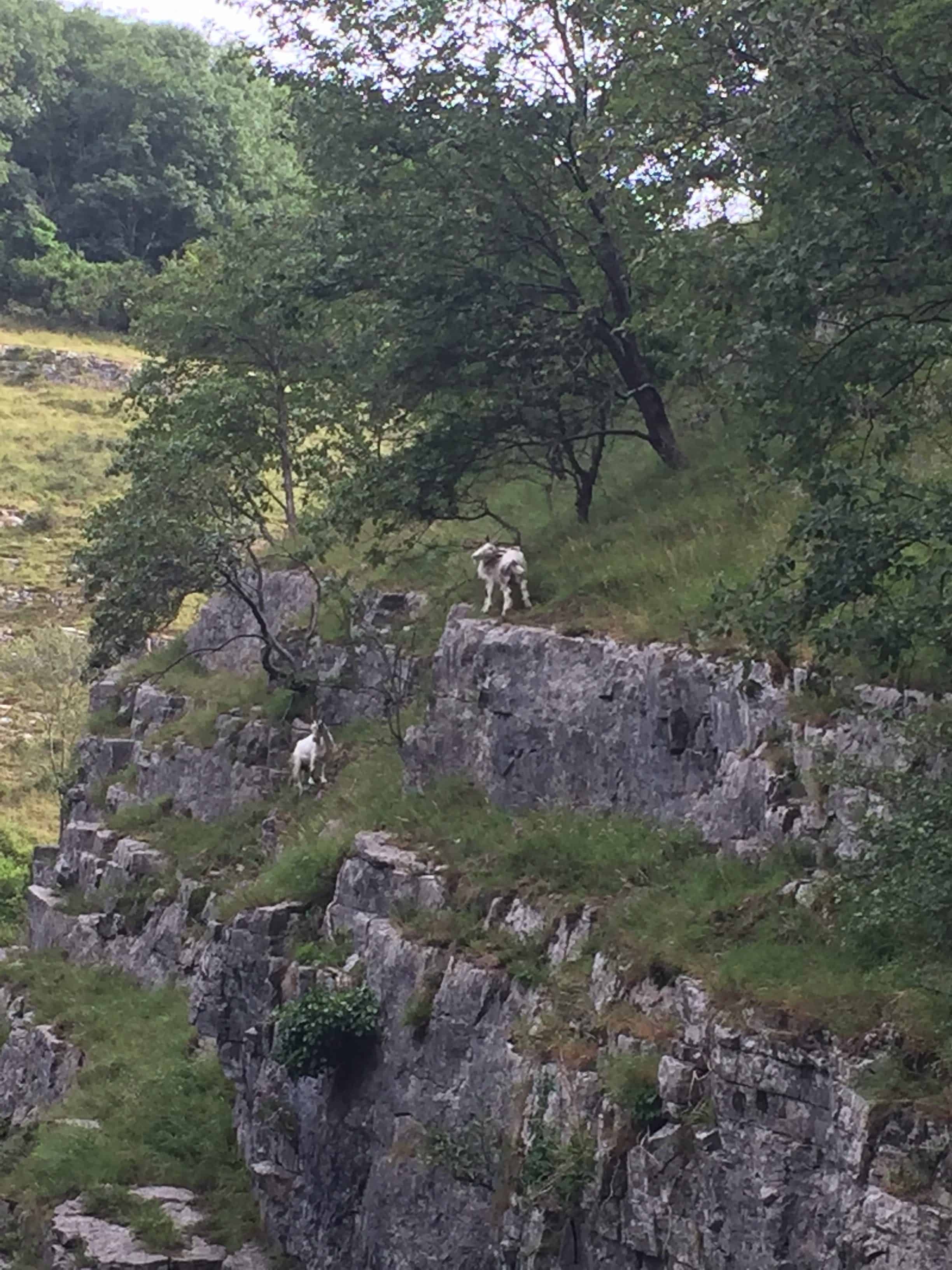 Wild goats at Cheddar Gorge