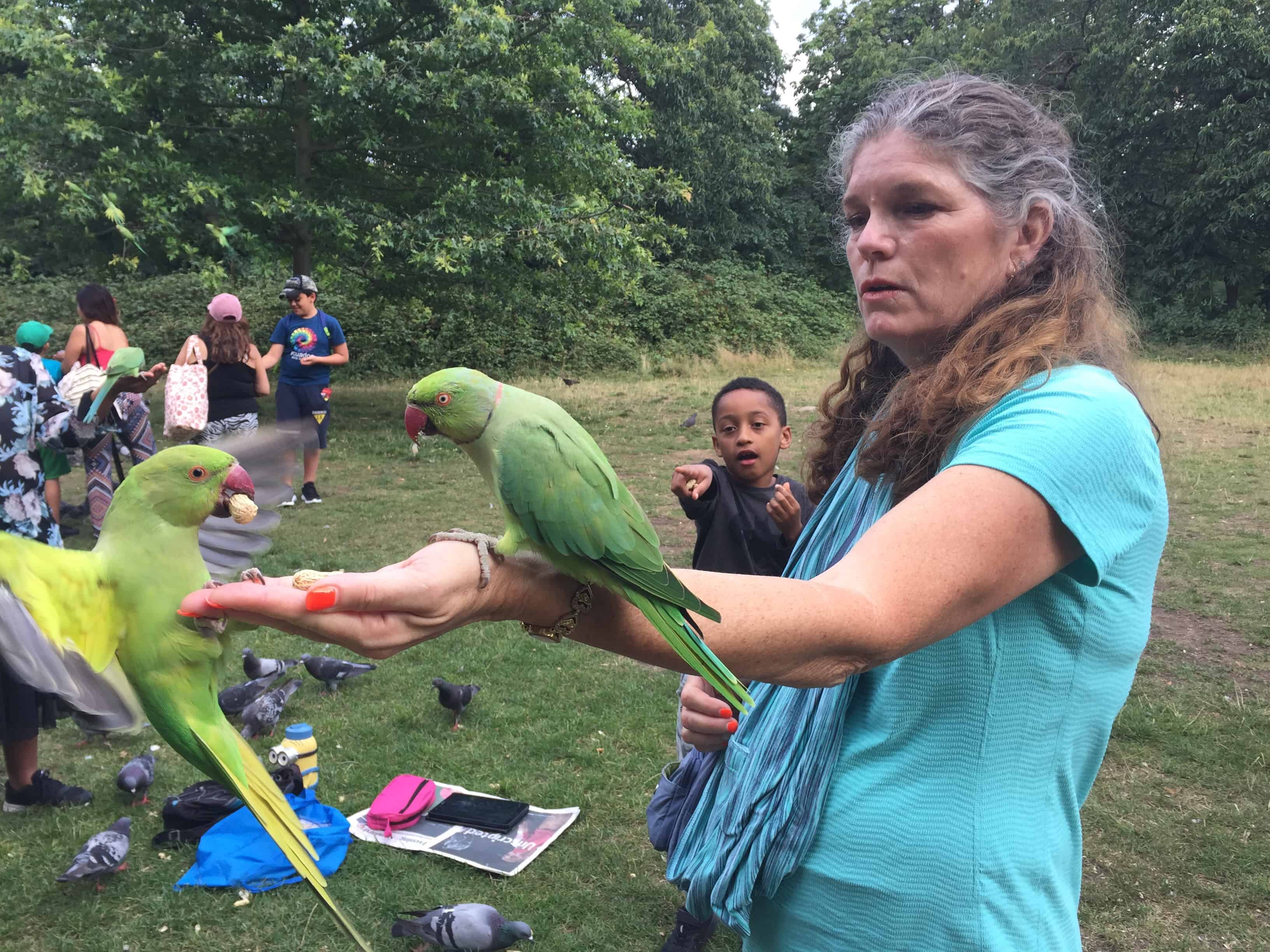 Feeding the green parrots in Hyde Park