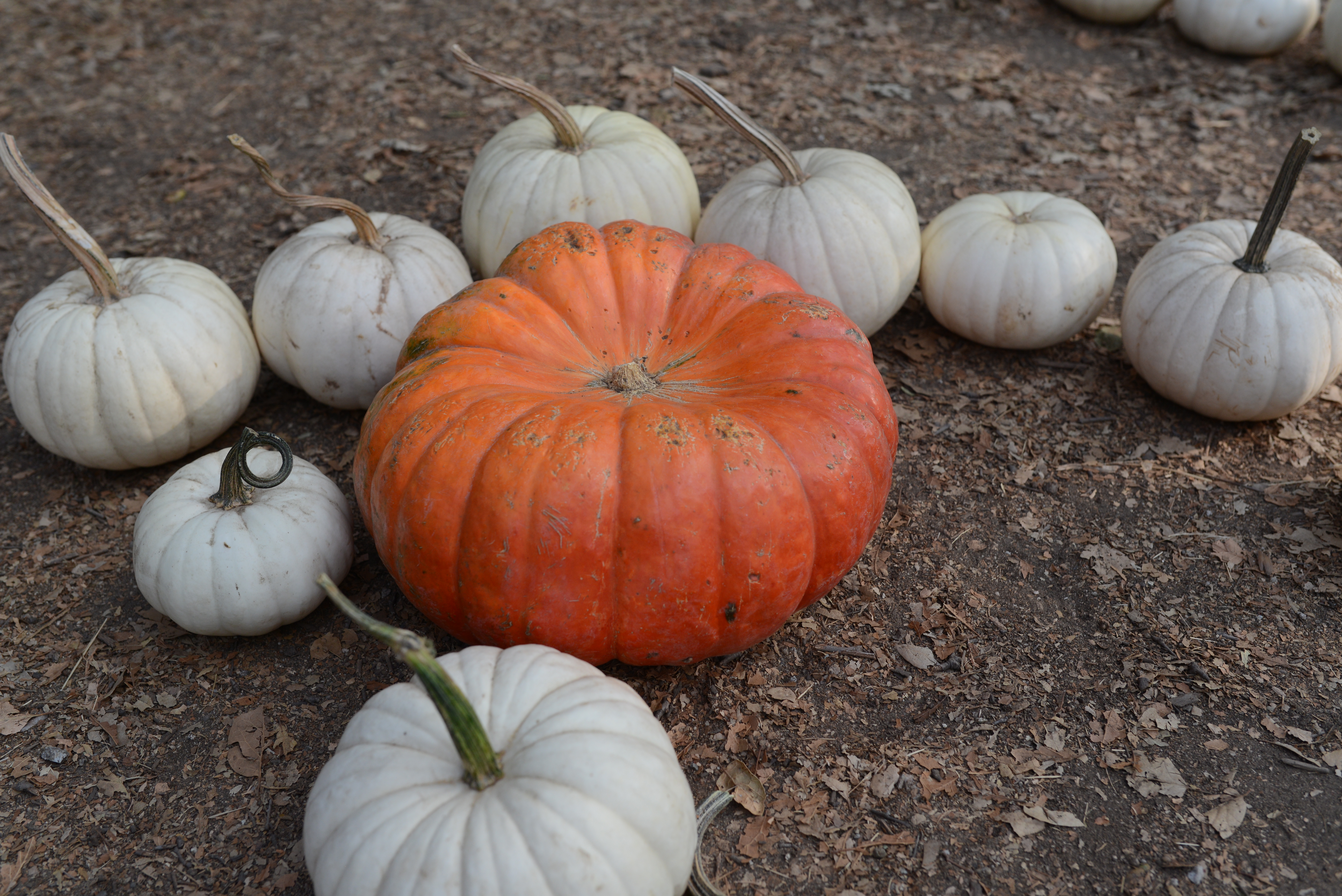 Fall harvest pumpkins