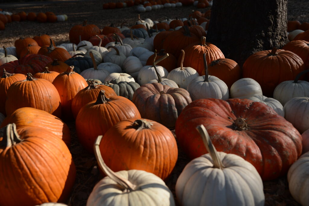 Fall harvest pumpkin patch