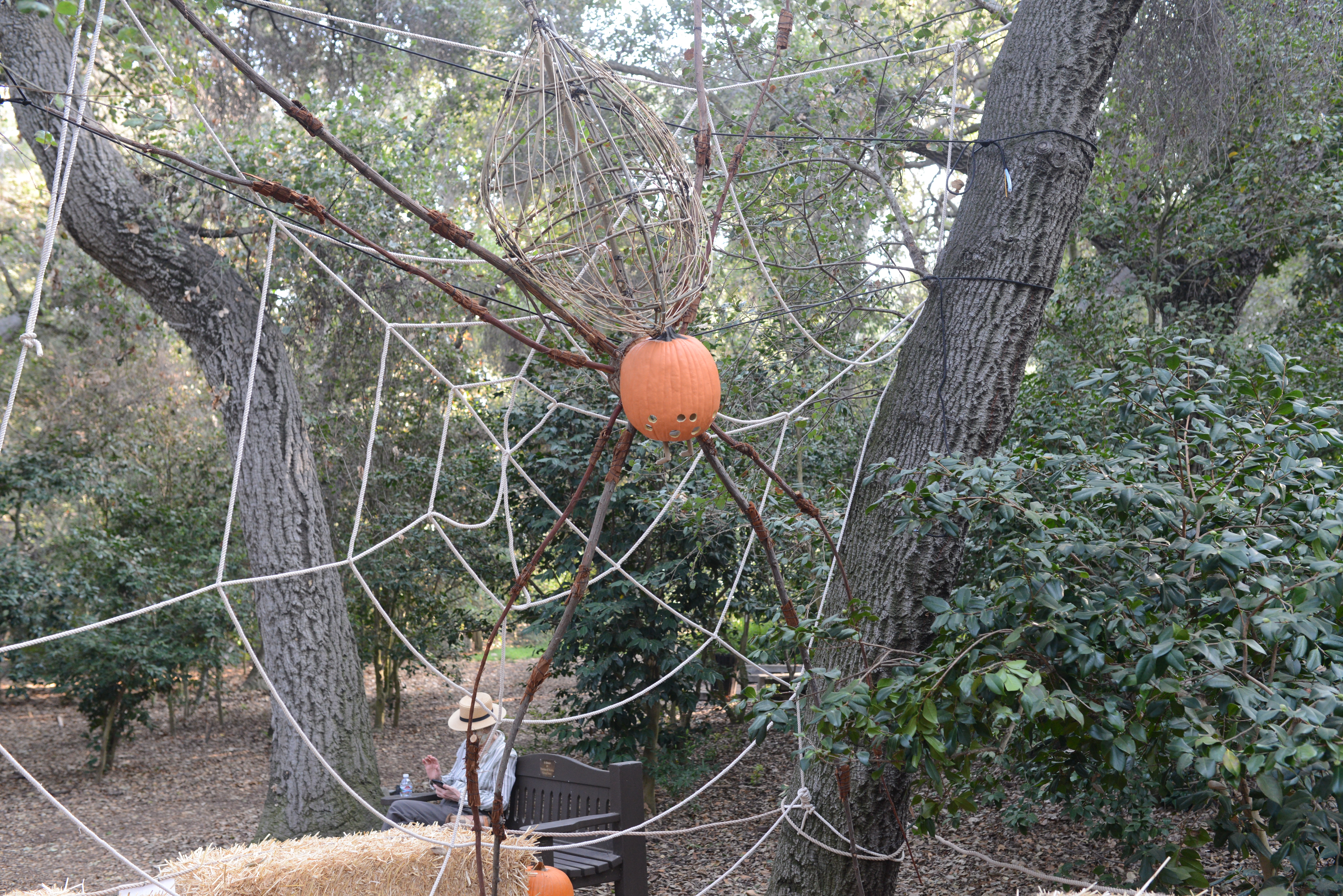 Spider from pumpkin art - Descanso Gardens